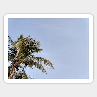 Palm tree and blue skies Sticker